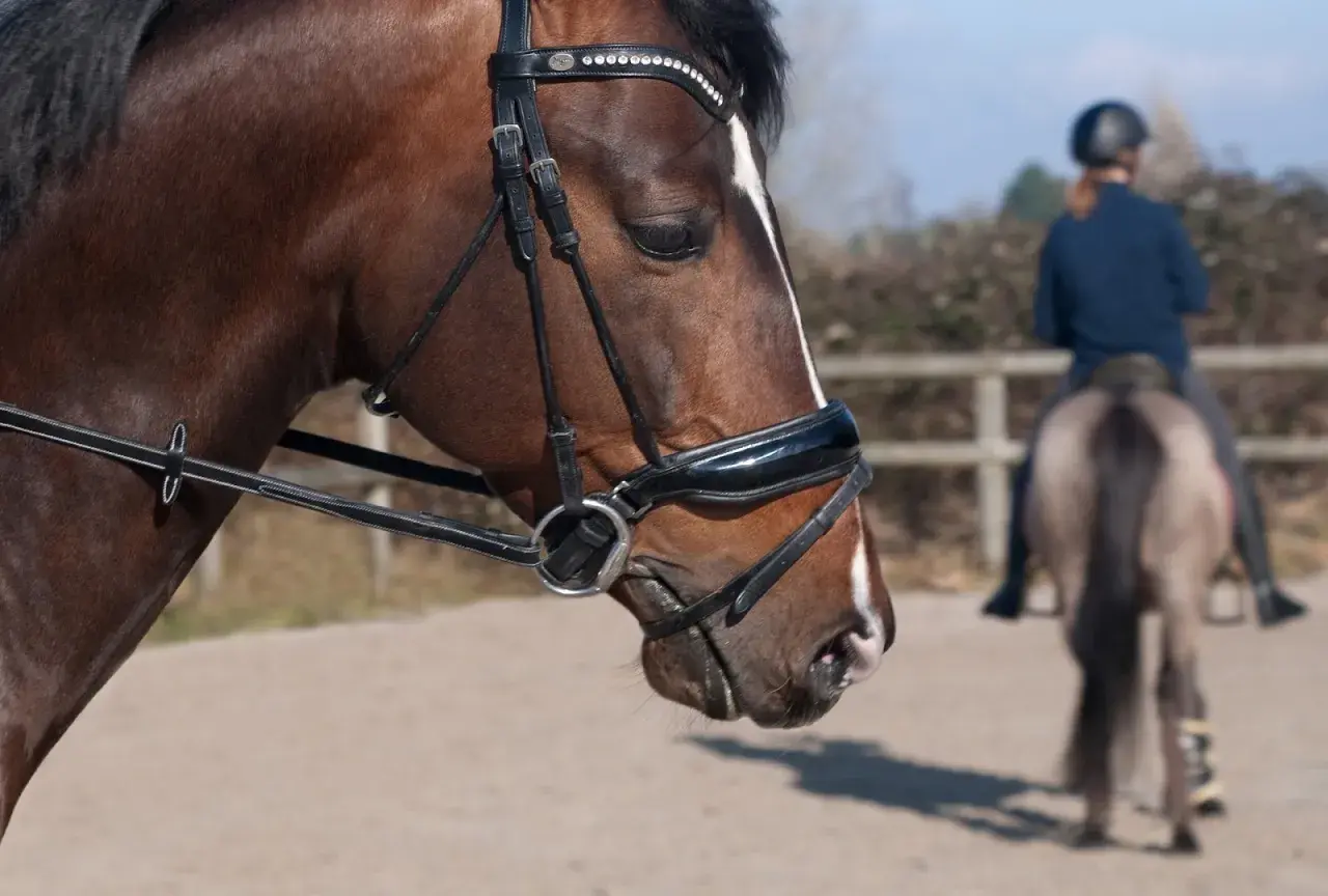 Brązowy koń w rzędzie, gotowy do galopu. W tle jeździec na innym koniu.