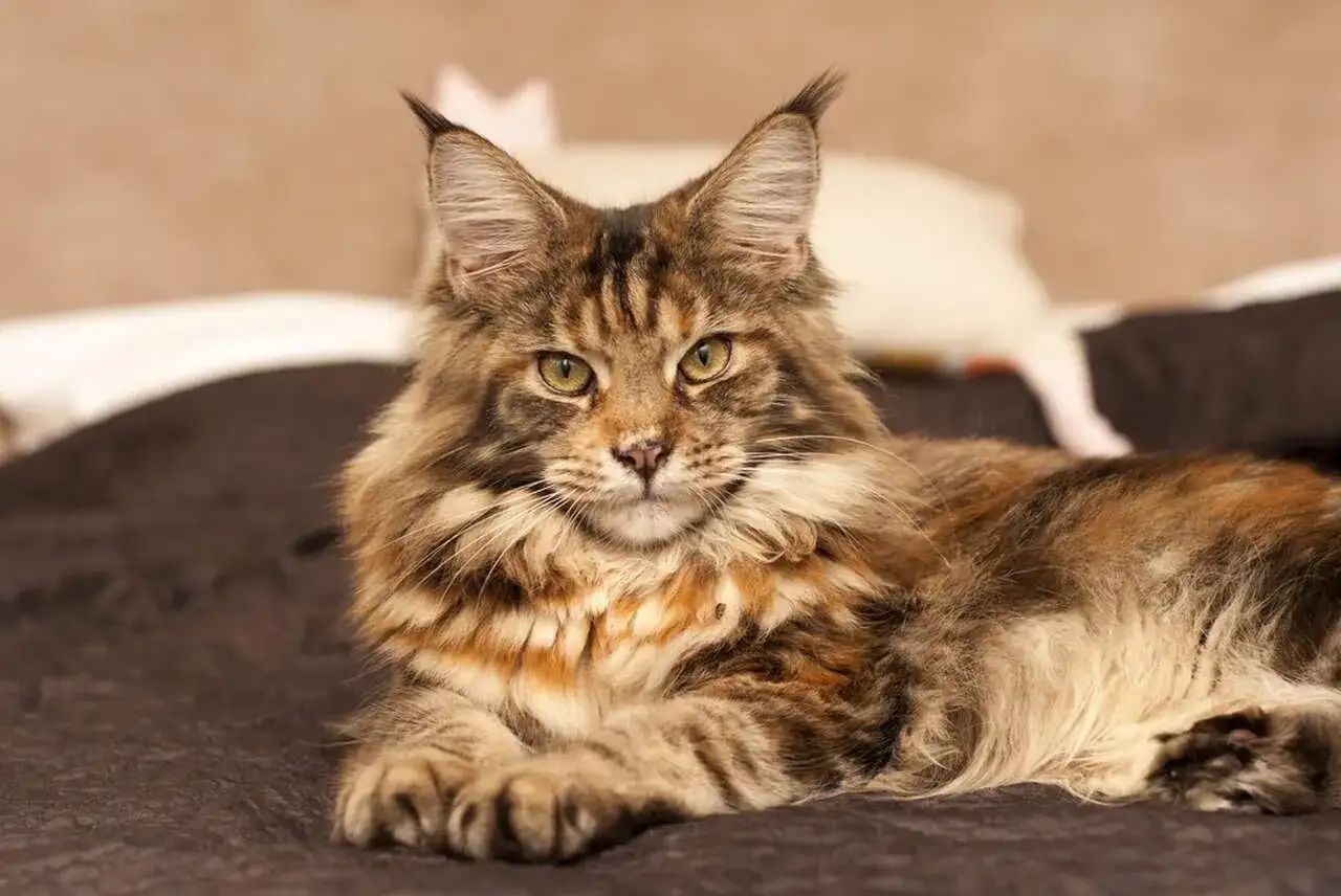 Majkun, majestatyczny kot rasy Maine Coon, z puszystą grzywą i przenikliwym spojrzeniem, leży na ciemnym tle.