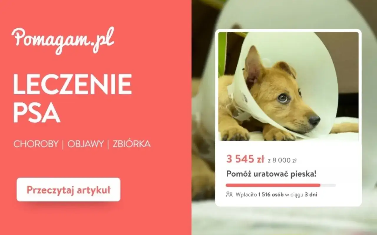 Chory piesek w kołnierzu potrzebuje pomocy. Zbiórka "Pomóż uratować pieska!" zebrała 3545 zł. Dowiedz się, ile kosztuje kroplówka dla psa i jak pomóc.