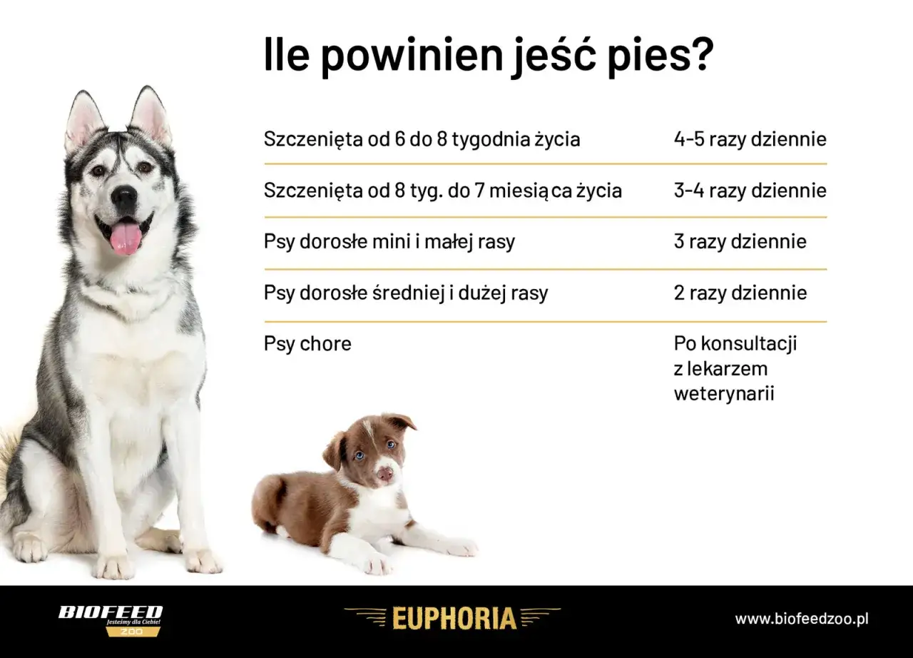 Szczenięta od 8 tygodnia do 7 miesiąca życia potrzebują 3-4 posiłków dziennie. Na zdjęciu widać dorosłego psa i szczeniaka.