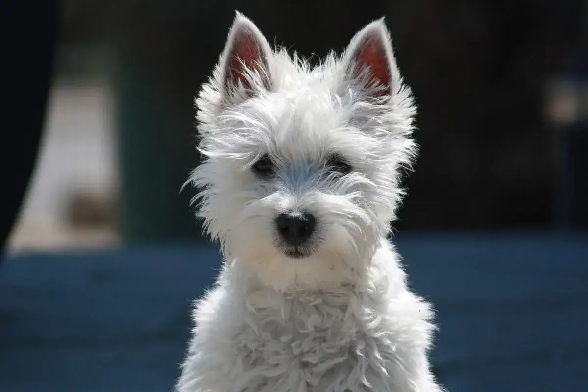 Uroczy szczeniak rasy west highland white terrier, z puszystym białym futrem i bystrymi oczami, patrzy prosto w obiektyw.