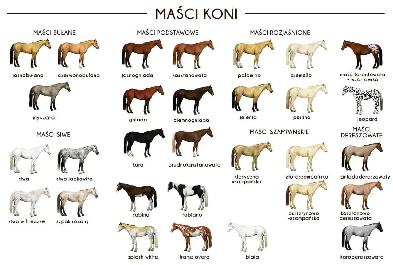Jasnobrązowy koń, jeden z wielu odcieni maści bułanej, prezentowany na tle ilustracji z różnymi typami umaszczenia koni.
