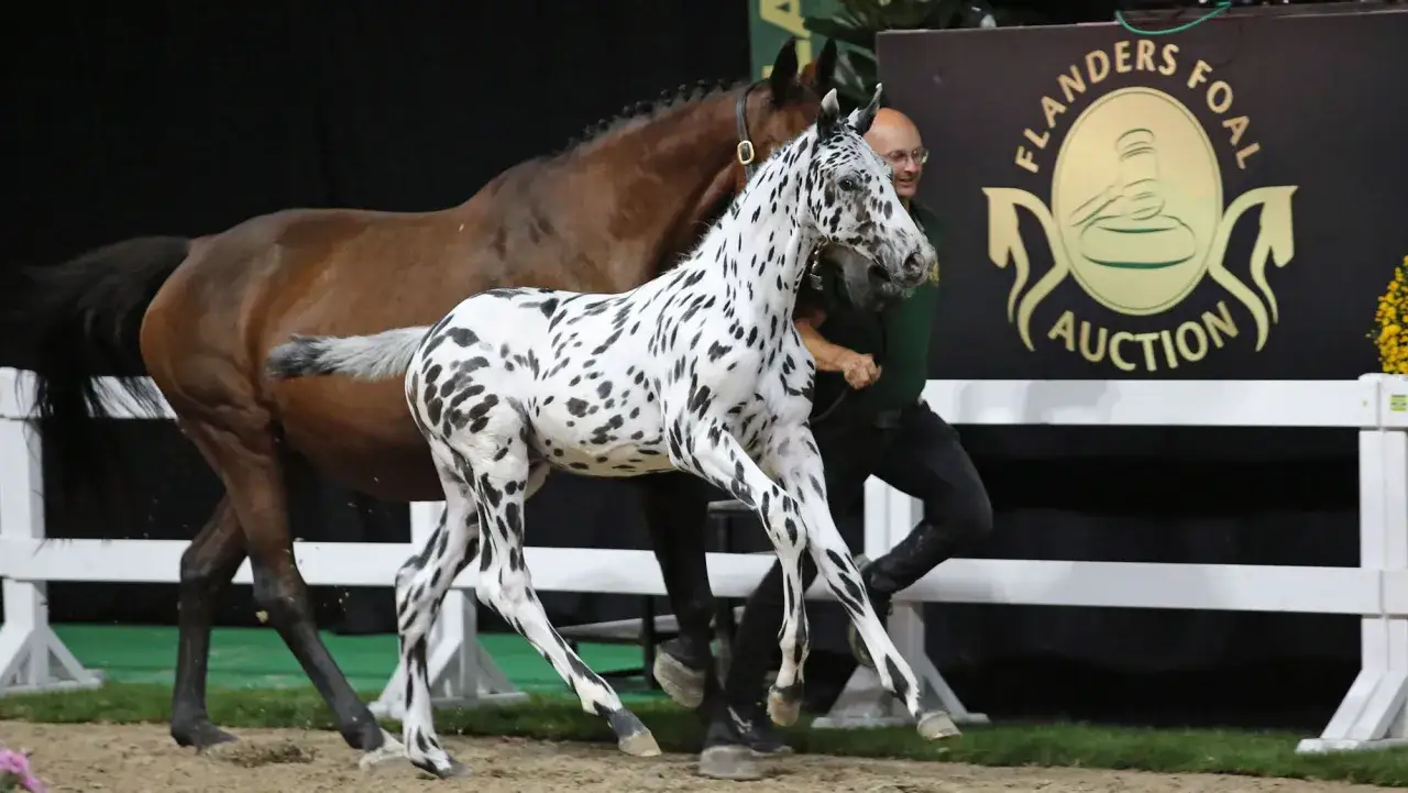 Kary z cętkami, być może najdroższy koń na świecie, prowadzony na aukcji Flanders Foal Auction.