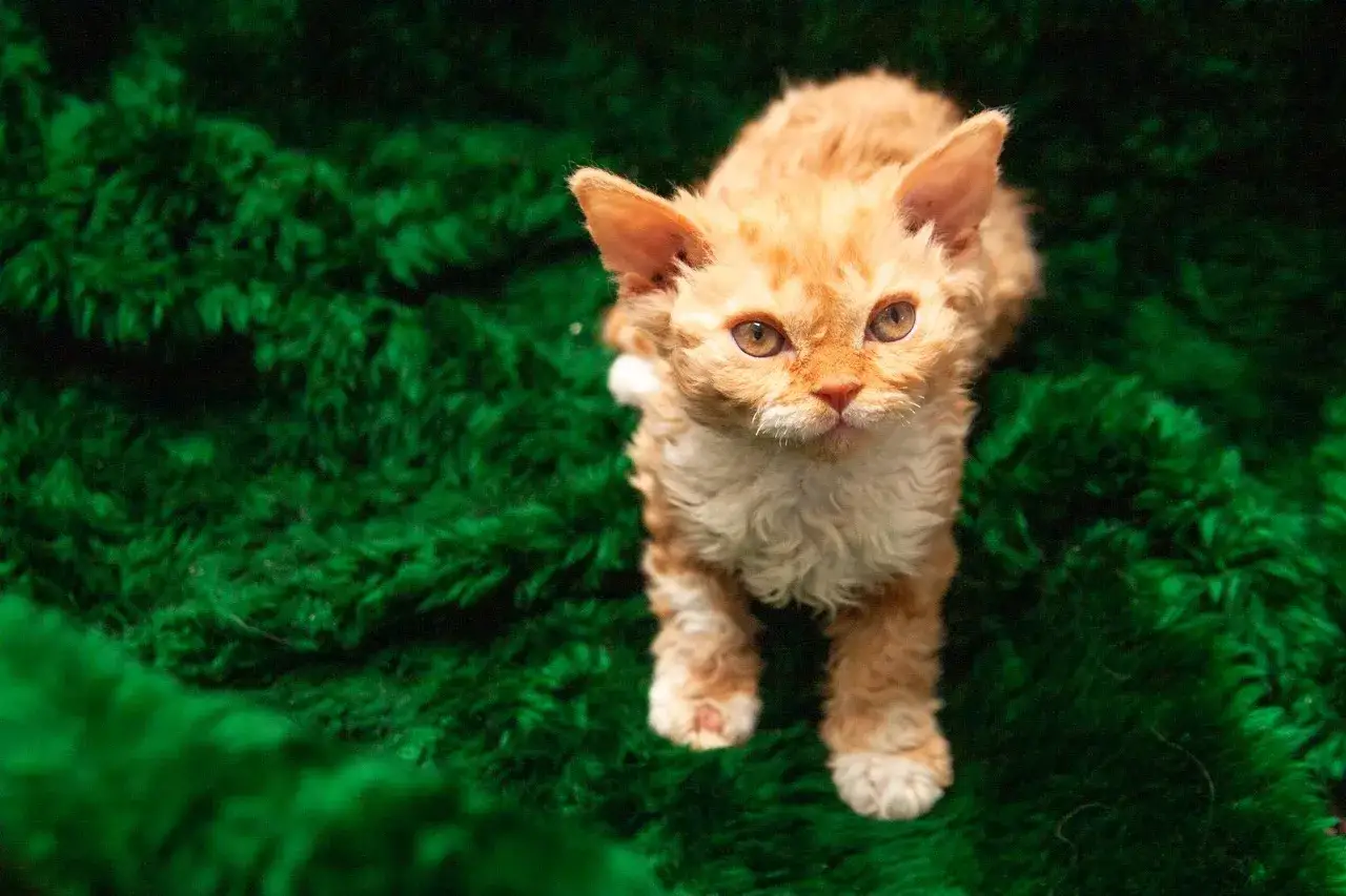 Uroczy rudy kotek rasy Selkirk Rex o kręconej sierści, z pewnością warta swojej ceny.