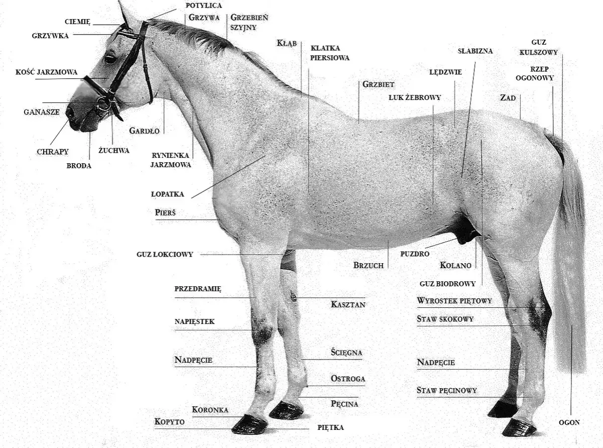 Anatomia konia: kloda konia z zaznaczonymi częściami ciała, od grzywy po kopyta.