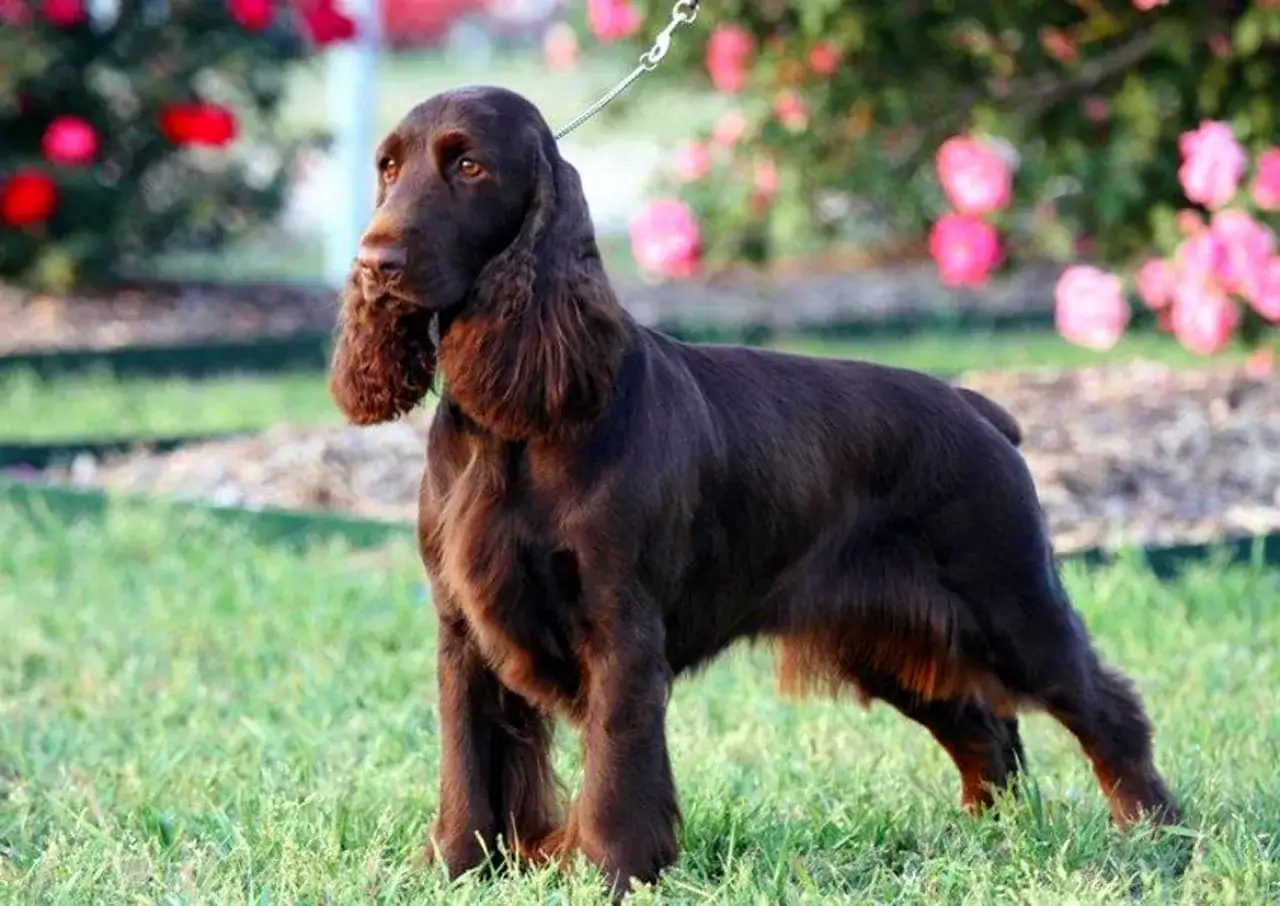 Czekoladowy spaniel o długich uszach stoi na trawie, w tle kwitnące krzewy.