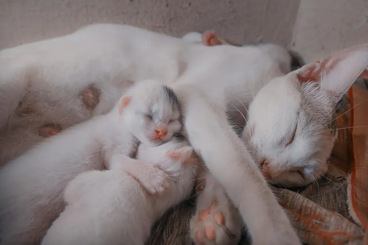 Śpiąca mama kotka z kilkoma nowo narodzonymi kociętami. Widać, że kotka jest w ciąży, bo ma widoczne sutki.