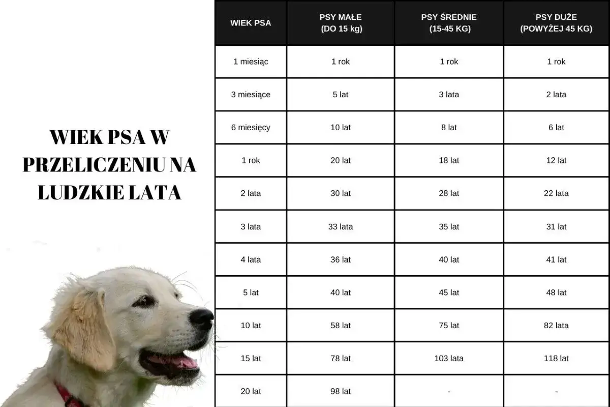 Tabela porównuje wiek psa w ludzkich latach, pokazując, ile żyją psy podwórkowe różnych ras.