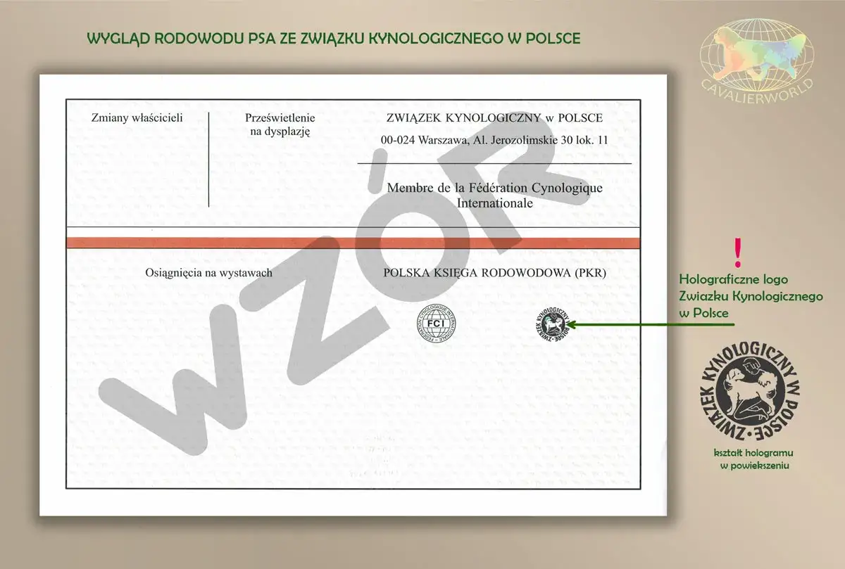 Wygląd rodowodu psa ze Związku Kynologicznego w Polsce. Dowiedz się, ile kosztuje wyrobienie rodowodu dla psa.