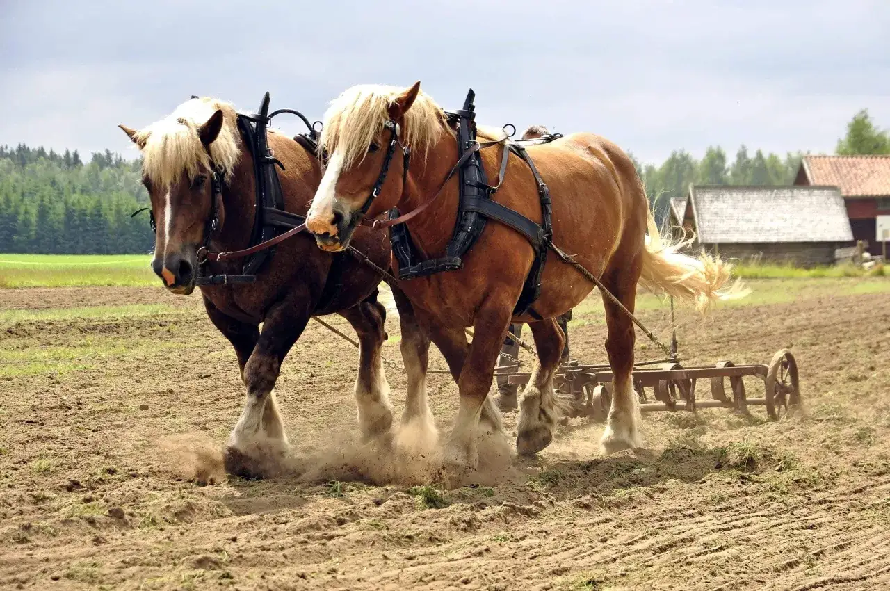 Dwa potężne, kasztanowe konie, największe konie pociągowe, ciągną pług przez zaoraną ziemię.
