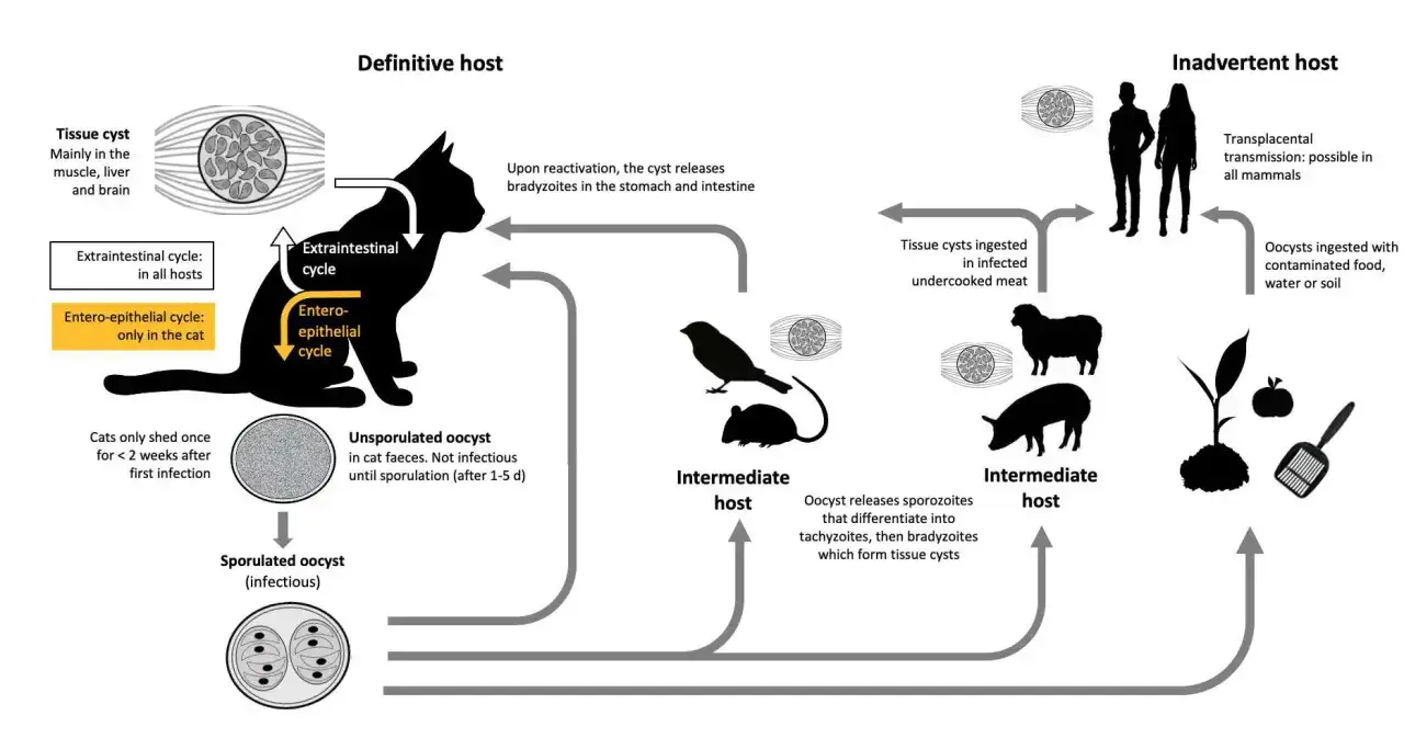 Cykl życiowy Toxoplasma gondii: kot jako żywiciel ostateczny, zwierzęta i ludzie jako żywiciele pośredni. Toksoplazmoza przenosi się przez zjedzenie niedogotowanego mięsa lub zanieczyszczonej żywności.