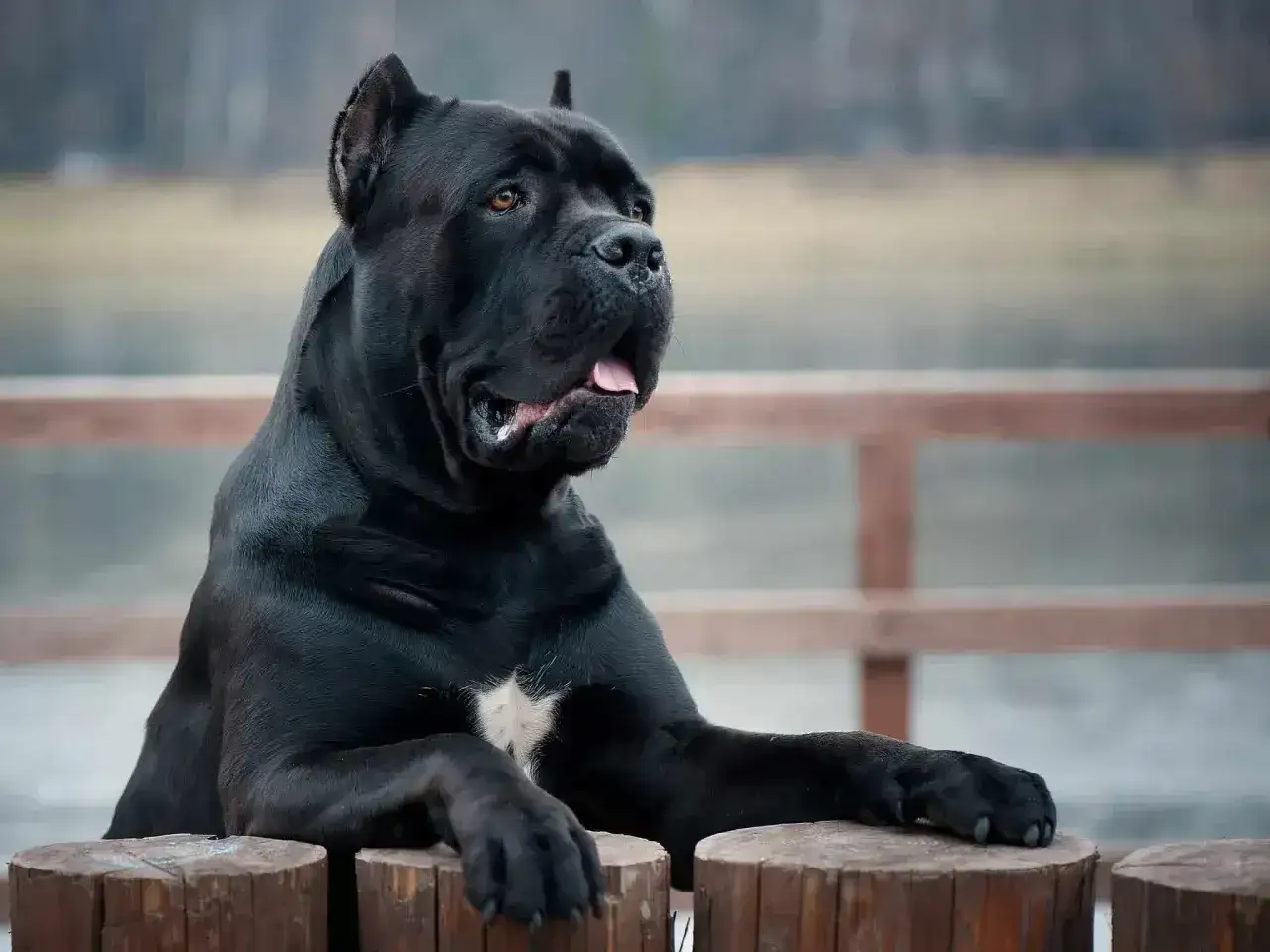 Potężny czarny cane corso, którego waga imponuje, opiera się o drewniane słupki.