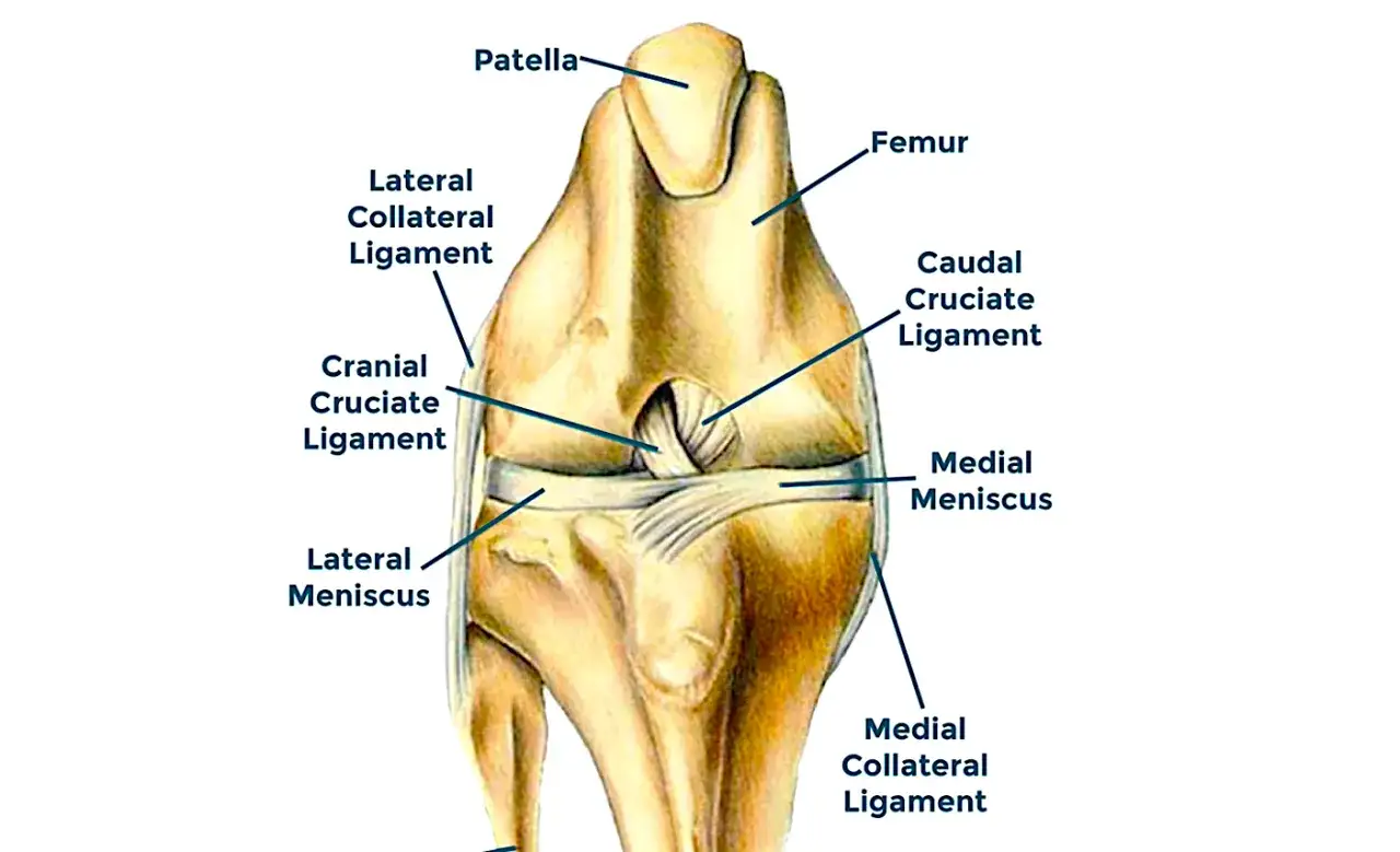 Anatomia stawu kolanowego psa. Widoczne więzadła krzyżowe, poboczne, łąkotki i rzepka. Czy pies ma kolana? Tak, a ta ilustracja pokazuje ich budowę.