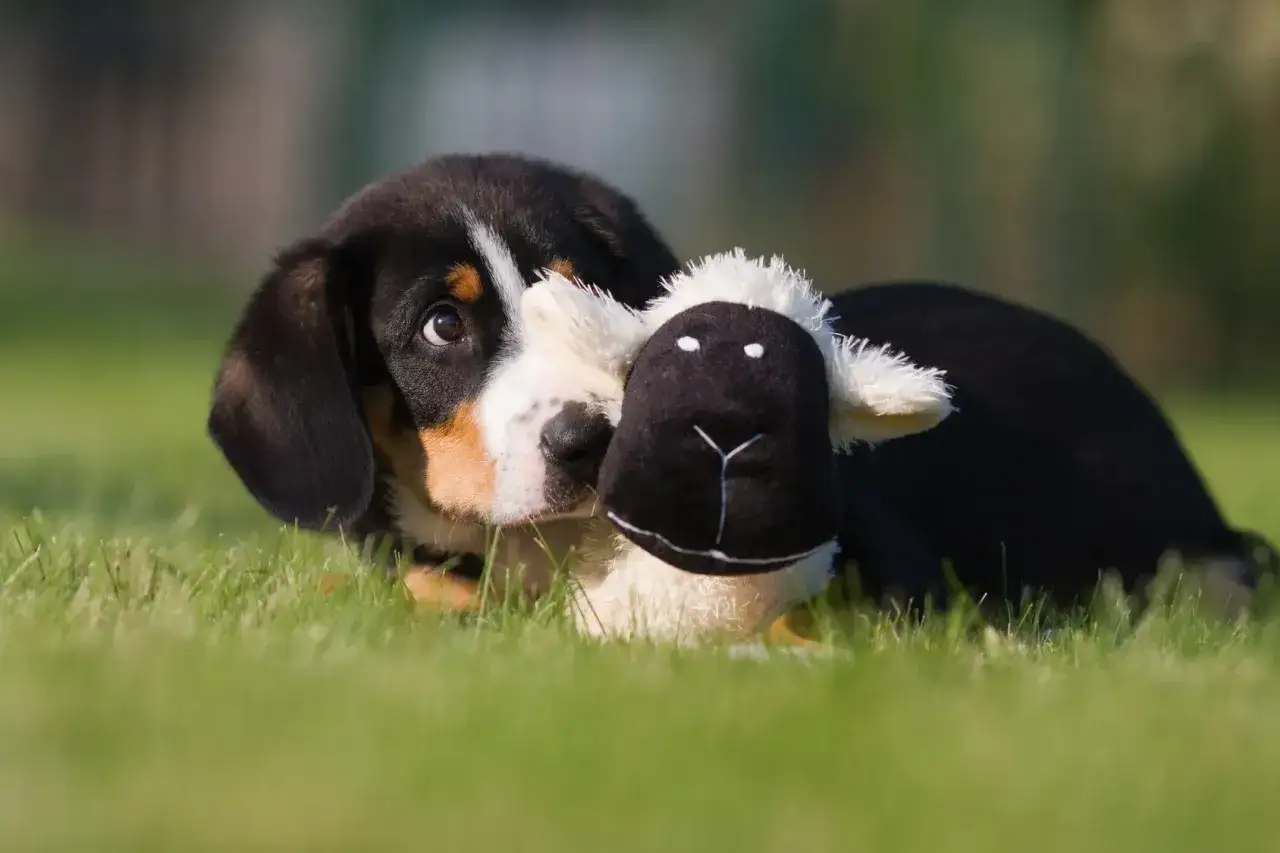 Słodki szczeniak rasy entlebucher z pluszową owieczką. Zastanawiasz się nad entlebucher cena?