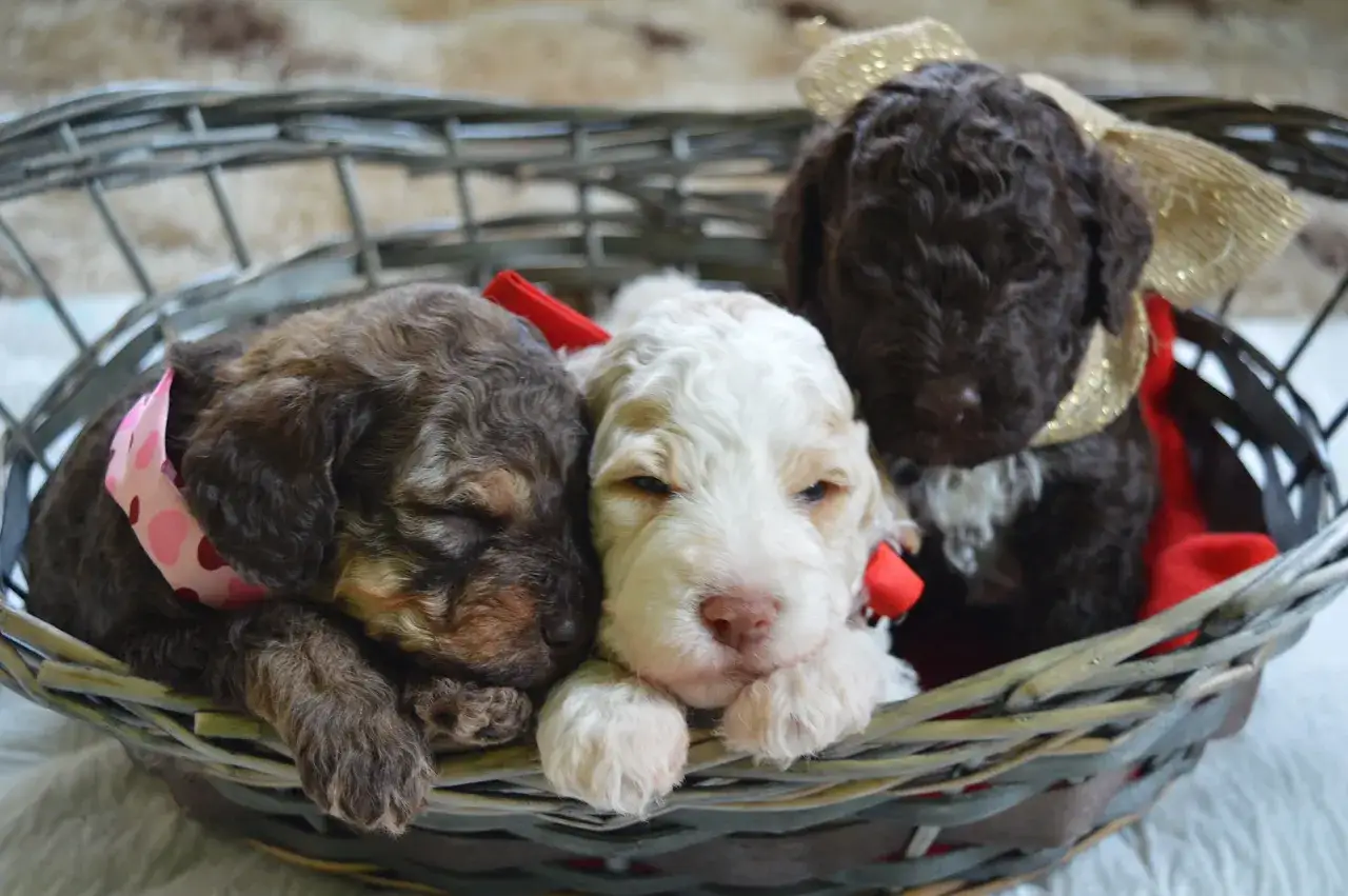 Trzy szczenięta rasy lagotto romagnolo w koszyku. Czekoladowe i białe, jedno z kokardką. Zapytaj o lagotto romagnolo cena.