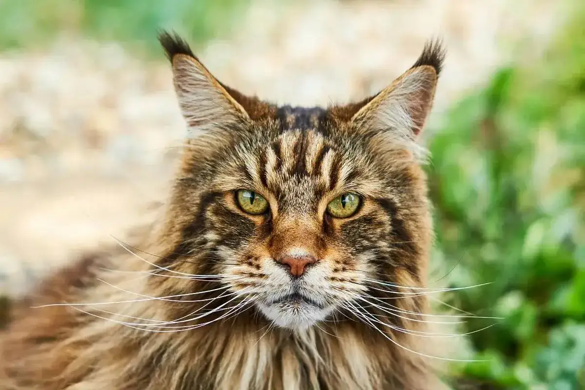 Majestatyczny Maine Coon o zielonych oczach i bujnej sierści patrzy prosto w obiektyw.