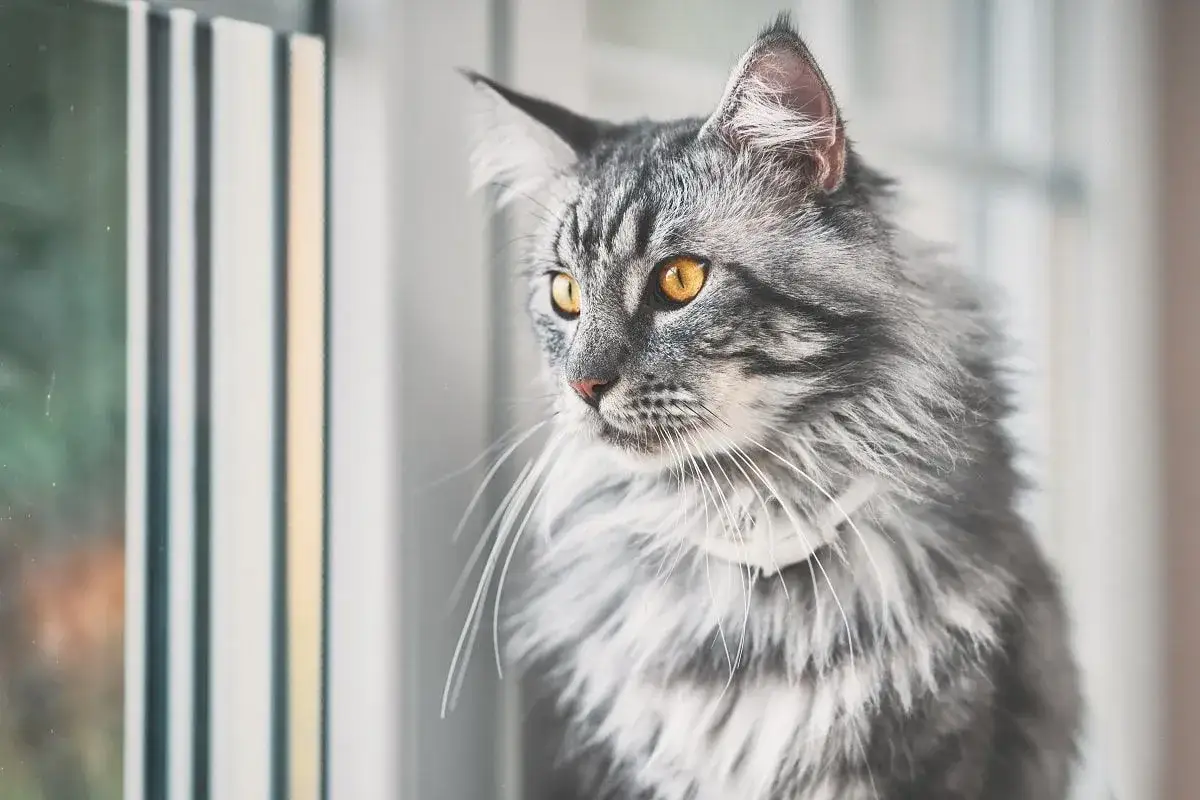 Piękny kot rasy Maine Coon, jeden z najpopularniejszych ras kotów długowłosych, z bursztynowymi oczami spogląda przez okno.