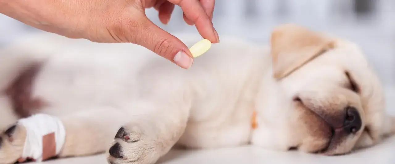 Chora łapka psa wymaga leczenia. Właściwe dia dog dawkowanie pomoże mu wrócić do zdrowia.