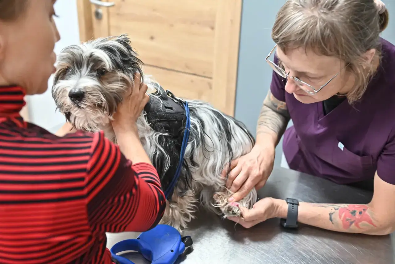 Wet Yorkshire terrier na stole weterynaryjnym, właścicielka go uspokaja, a weterynarz przygotowuje do zabiegu. Zastanawiasz się, ile kosztuje kroplówka dla psa?