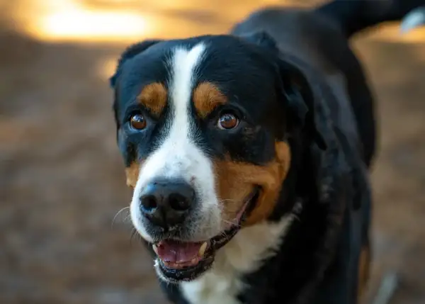 Uśmiechnięty pies rasy entlebucher. Zastanawiasz się nad entlebucher cena?