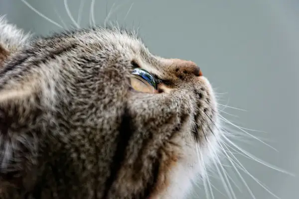 Kot z puszystym futrem, z uwagą w oku, jakby czekał na coś. Może na zabawę, a może na wizytę u weterynarza, by zbadać, czy nie ma FIV i FELV.