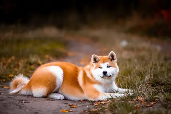 Piękny pies rasy Akita Inu, który nie szczeka, leży na ziemi wśród jesiennych liści.