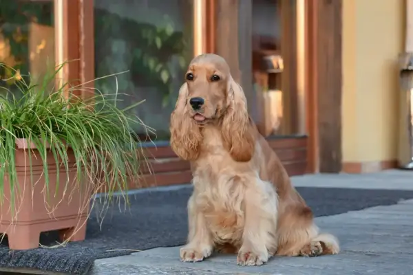 Uroczy spaniel rasa psa siedzi przed domem, z językiem lekko wysuniętym.