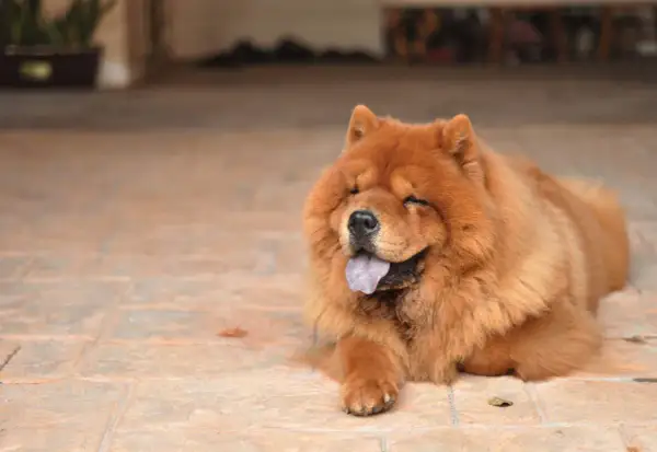 Puszysty, rudy pies rasy Chow-chow leży na płytkach, z językiem na wierzchu. Czał czał pies, wygląda na zrelaksowanego i szczęśliwego.