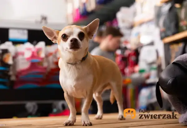 Uroczy chihuahua w sklepie zoologicznym. Sprawdź atrakcyjną chihuahua cena i wybierz swojego nowego przyjaciela!