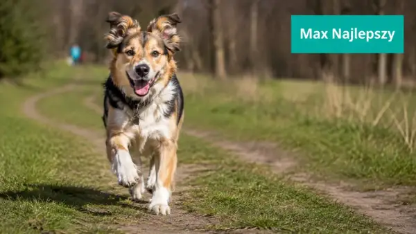 Radosny pies Max biegnie ścieżką. Szukasz imiona dla psa? Max to świetny wybór!