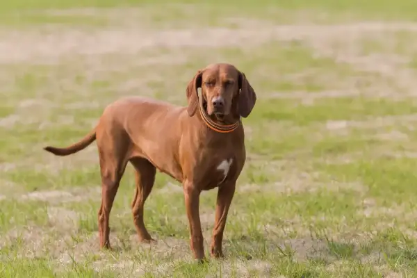 Ruda, elegancka węgierska rasa psa, Vizsla, stoi na zielonej łące, zamykając oczy.