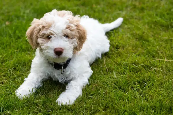Uroczy szczeniak lagotto romagnolo leży na trawie. Zastanawiasz się nad lagotto romagnolo cena?
