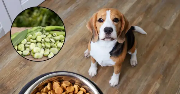 Czy pies może jeść bób? Na zdjęciu beagle siedzi obok miski z karmą, a w okręgu widać świeży bób.