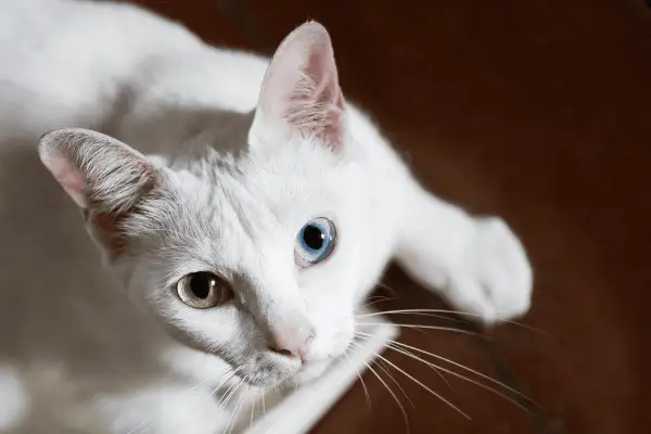 Piękny biały kot rasy z heterochromią, jedno oko błękitne, drugie bursztynowe.