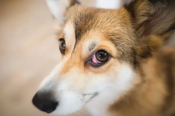 Zbliżenie na oko psa rasy corgi z widoczną różową naroślą na powiece.