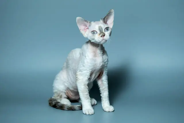 Uroczy kot rasy Devon Rex z niebieskimi oczami, siedzący na szarym tle. Zastanawiasz się nad devon rex cena?