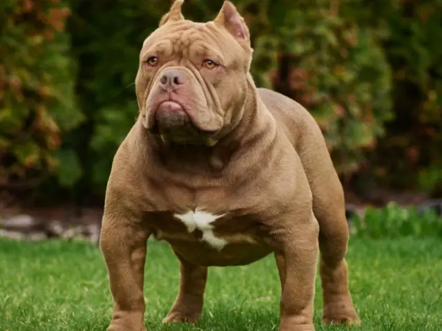 Potężny american bully pocket o brązowej sierści i białej plamie na piersi stoi na trawie.