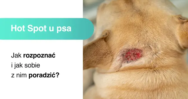 Obrzęk i zaczerwienienie na skórze psa to objawy hot spotu. Dowiedz się, jak rozpoznać i leczyć tę dolegliwość.