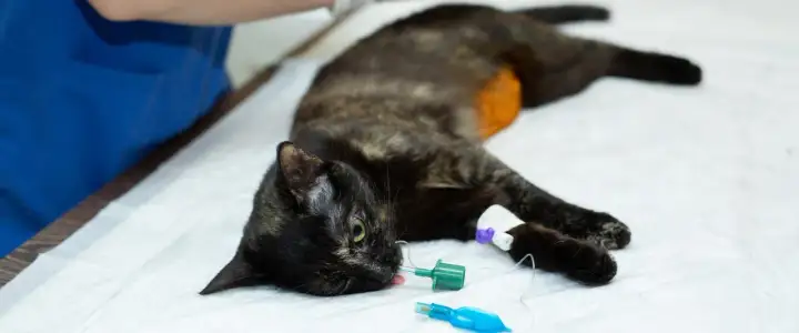 Niedokrwistość u kota - od czego zależy rokowanie?